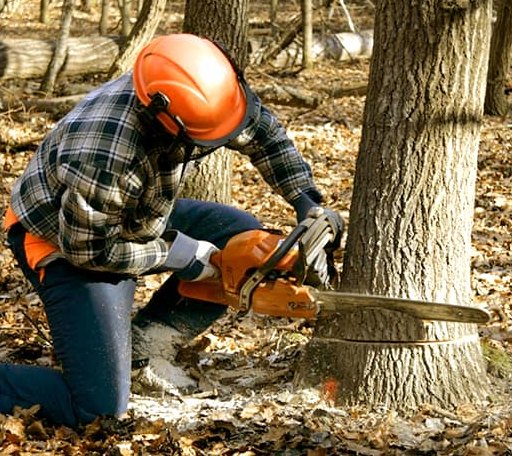 Tree Removal in Sentinel, OK
